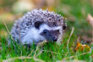 maehroboter_igelschutz